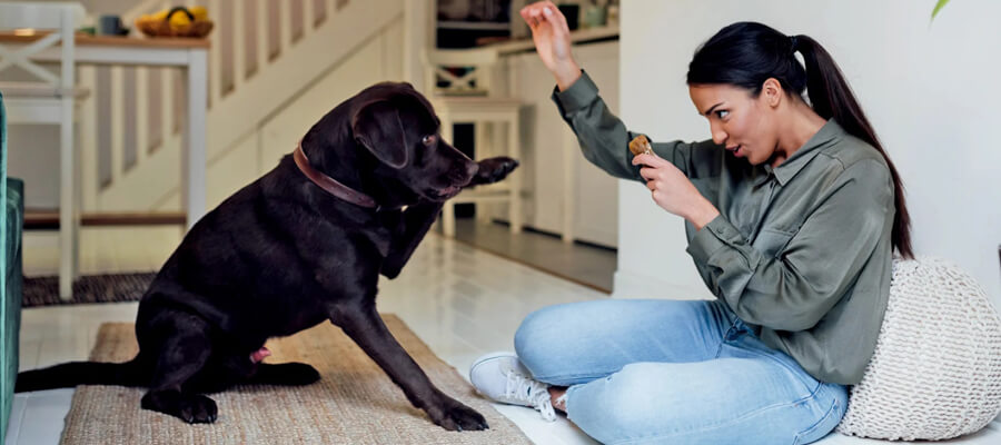  How to Train Your Dog to Respond to Hand Signals